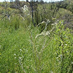chaenactis glabriuscula var glabriuscula